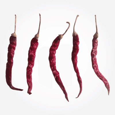 273 red chilli variety