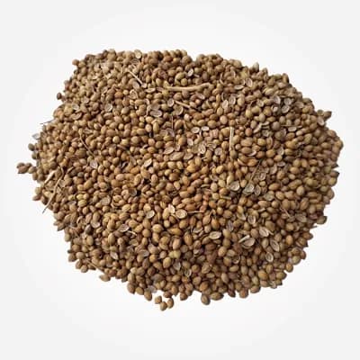 Badami coriander variety