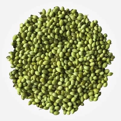 Double Parrot coriander variety