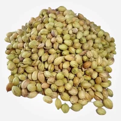 Eagle coriander variety