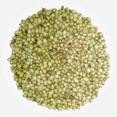 Scooter coriander variety