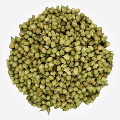 Single Parrot coriander variety