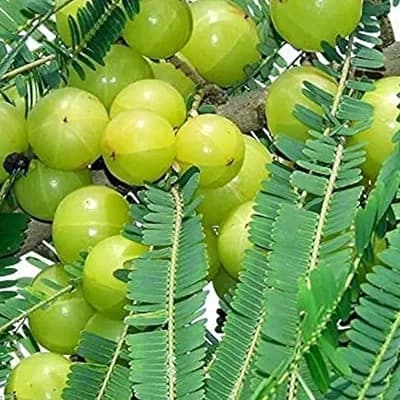 Amla