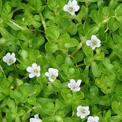 Bacopa