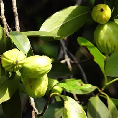 Garcinia