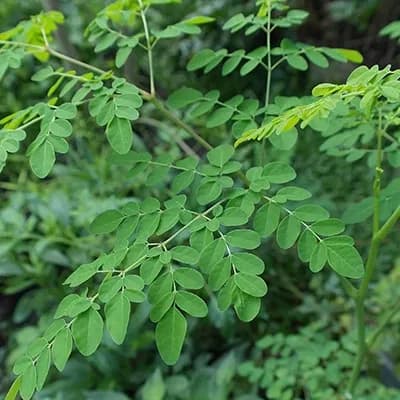 Moringa