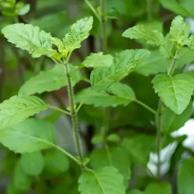 Tulsi