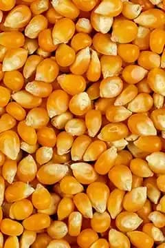 Yellow maize kernels ready for export grading