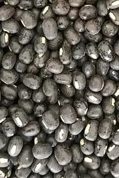 Black gram (urad) ready for export grading