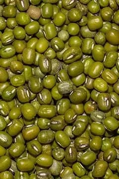 Green gram (moong) ready for export grading