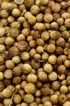 Coriander