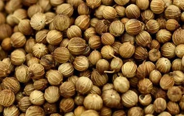 Coriander
