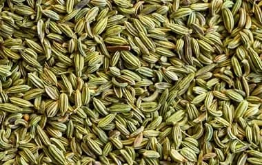 Fennel