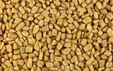 Fenugreek