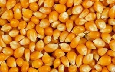 Maize