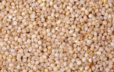 Millet