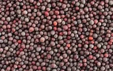Mustard Seeds
