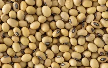 Soybean Seeds