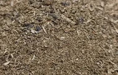 Sunflower Seeds Doc