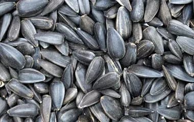 Sunflower Seeds