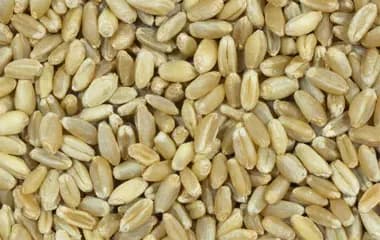 Wheat