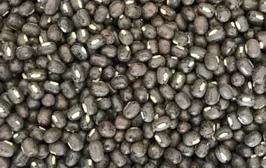 Black Gram