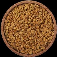 Fenugreek